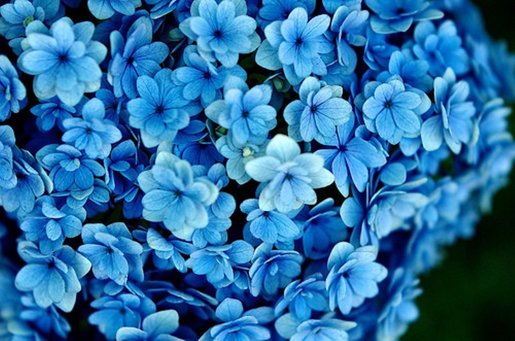 blue