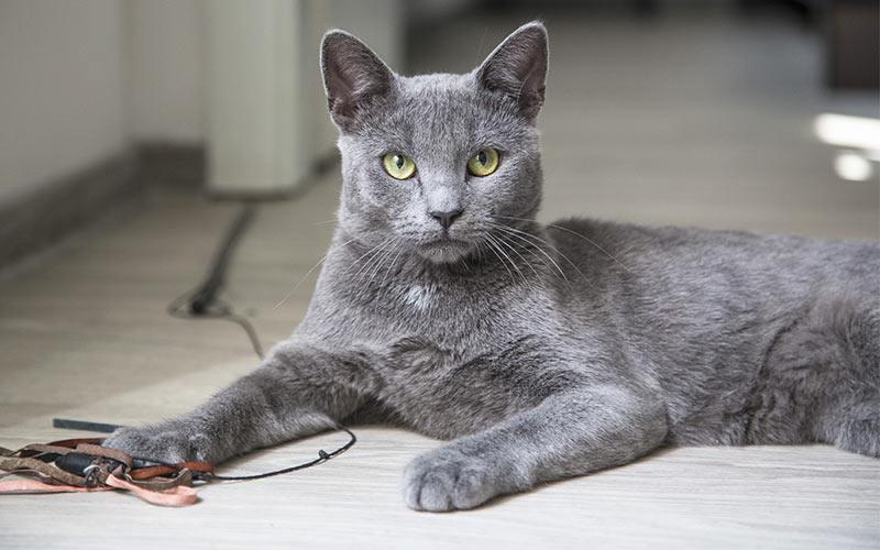 grey4